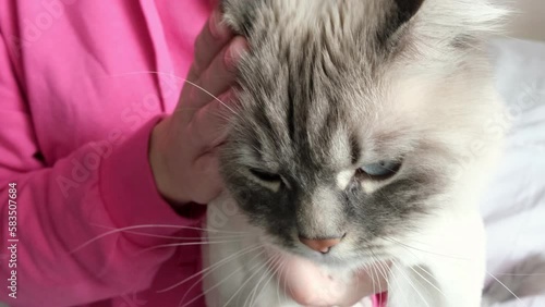 People and animals. A man strokes a cat. Cute cat with blue eyes in the hands of a man. Pet care. Pets.