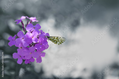 Butterfly on wild purple flowers isolated on gray background.