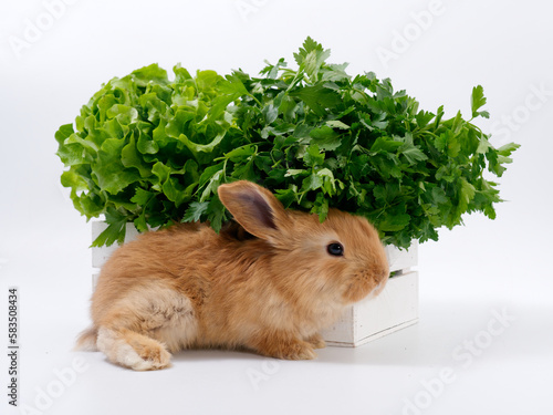 rabbits and fresh greens salad parsley carrot cabbage on a white background