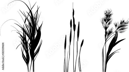Image of a silhouette reed or bulrush on a white background.Monochrome image of a plant on the shore near a pond.