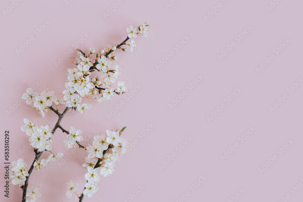 Beautiful blossom branches on a light pink background. Spring background. Beautiful blossom branches on a light pink background. Spring background.