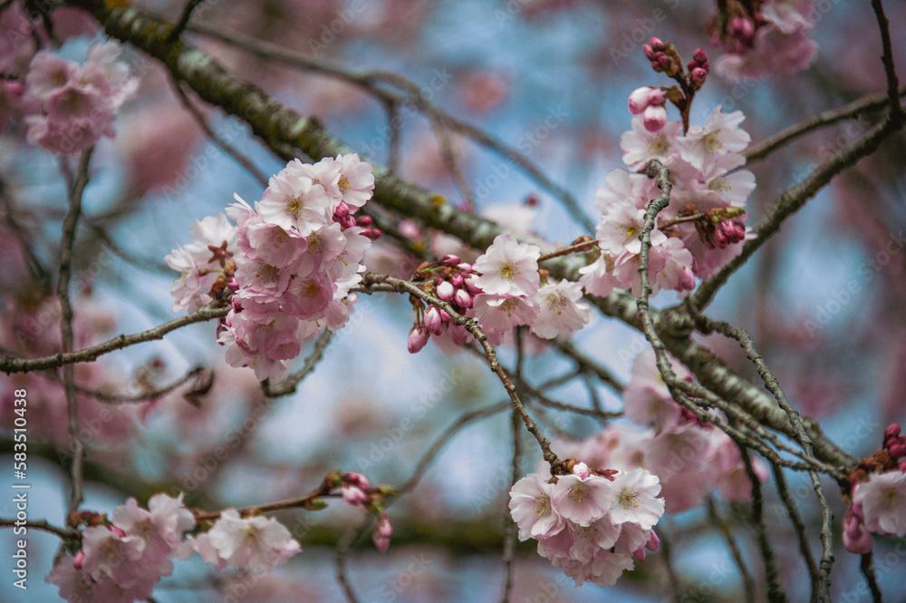 Beautiful close-up bokeh view of beautiful pink sakura branch in early spring cloudy day. Beautiful close-up bokeh view of beautiful pink sakura branch in early spring cloudy day.