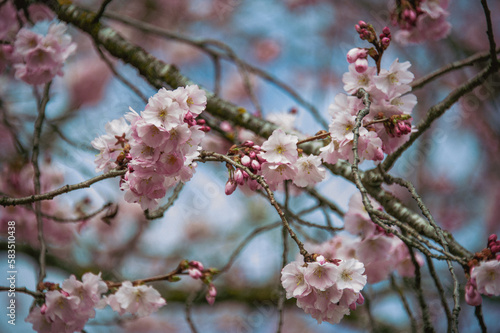 Beautiful close-up bokeh view of beautiful pink sakura branch in early spring cloudy day.