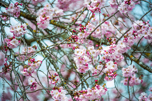 Beautiful close-up bokeh view of beautiful pink sakura branch in early spring cloudy day.