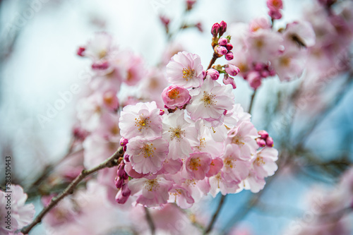 Beautiful close-up bokeh view of beautiful pink sakura branch in early spring cloudy day.