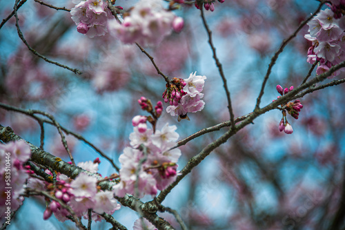 Beautiful close-up bokeh view of beautiful pink sakura branch in early spring cloudy day.