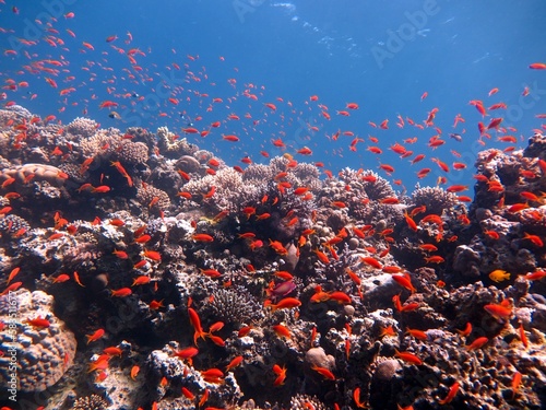 Red Sea fish and coral reef