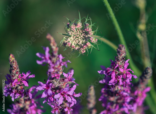 Purple Summer flowers © Nina