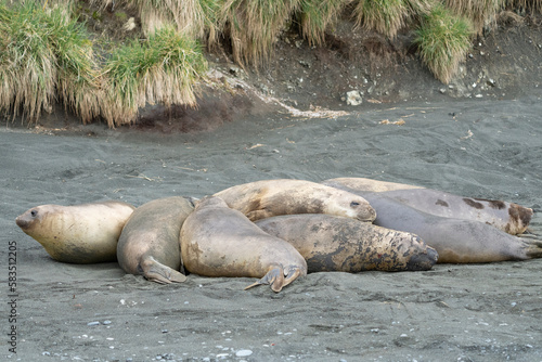 Elephant seals on the beach
