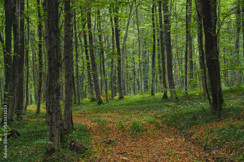 Obraz premium Forest and reservoir on a sunny autumn day in Bukovina near the town of Kitzman. Ukraine, September 2014