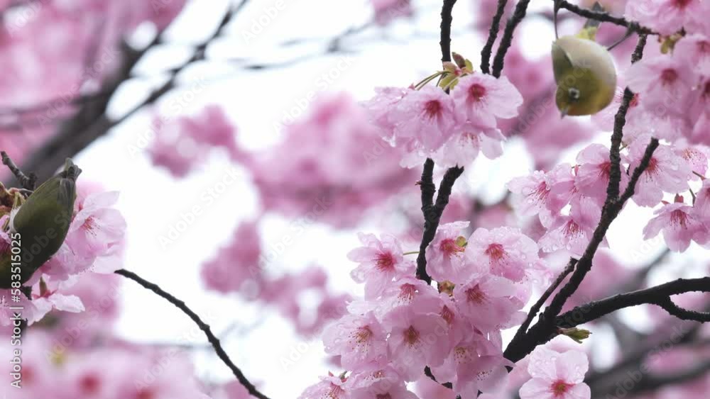 Slow motion of beautiful pink cherry blossoms wet with rain in spring Slow motion of beautiful pink cherry blossoms wet with rain in spring