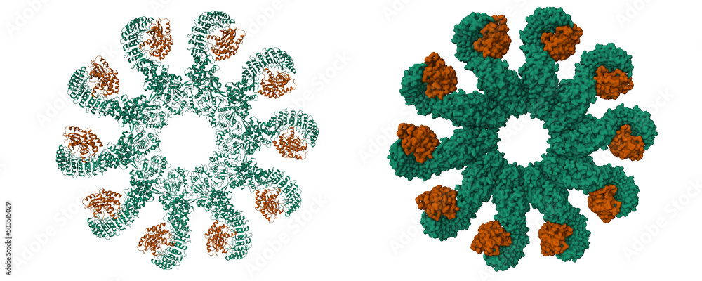 Cryo-EM structure of the active NLRP3 inflammasome disk. 3D cartoon and ...