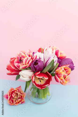 A bouquet of red tulips of different varieties on a pink and blue background. Side view