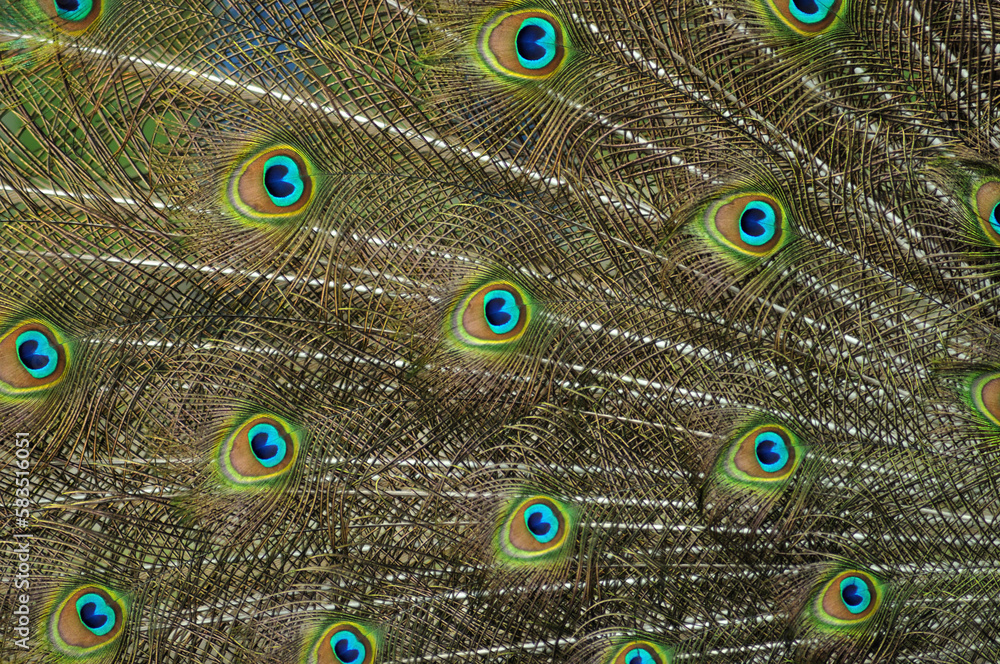 Obraz premium Peacock feather close up, background of a colored bird tail