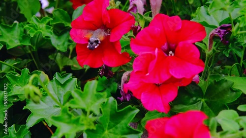 winged single insect, bee carpenter purple, Xylocopa violacea, Apidae collects nectar from red petunia flower, makes honey, beekeeping, getting useful honey, natural ecological product, save nature