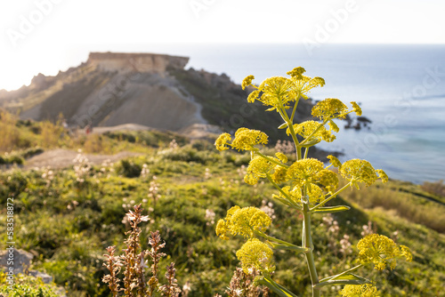Spring on Qarraba Bay, Malta, Europe