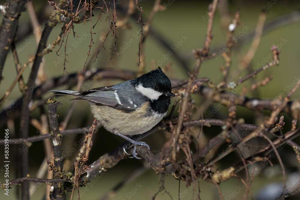 Side view of cute coal tit bird sitting on a twig in a red currant bush in winter Side view of cute coal tit bird sitting on a twig in a red currant bush in winter