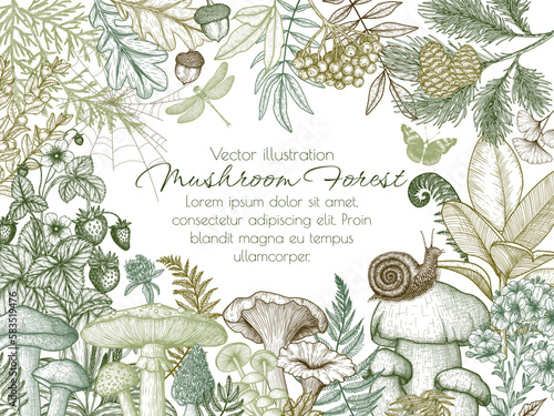 Vector forest frame with mushrooms, plants, insects, berries. Fly agaric, chanterelles, white mushroom, honey mushrooms, boletus, snail, strawberry, fern, butterflies, dragonfly, spruce
