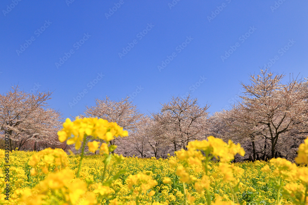 赤城南面千本桜の満開の桜と菜の花 ( 群馬県 前橋市 )