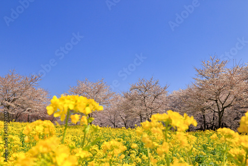 赤城南面千本桜の満開の桜と菜の花 ( 群馬県 前橋市 ) © Makoto-san