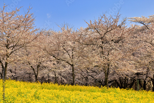 赤城南面千本桜の満開の桜と菜の花 ( 群馬県 前橋市 ) © Makoto-san