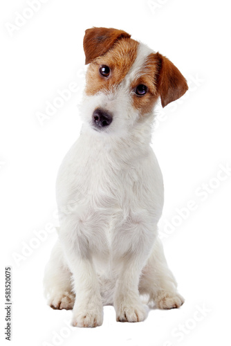 Fotografia, Obraz dog on transparent background