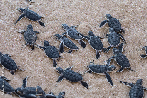 Obraz na plátne Turtles hatchlings on the beach