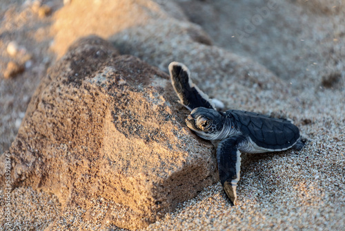 New born turtle resting on a rock. Cute baby turtle in the sand. Hatchlings season in Exmouth  Western Australia.