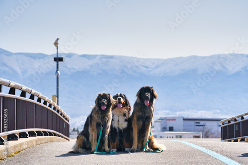 山を背景に集まる三匹の犬
