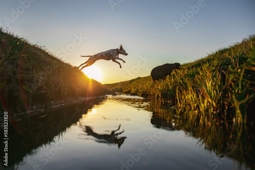 Dalmatian and german pointer jumping over a small river while sunset is in the background. Free dogs playing in beautifull nature. © Michal