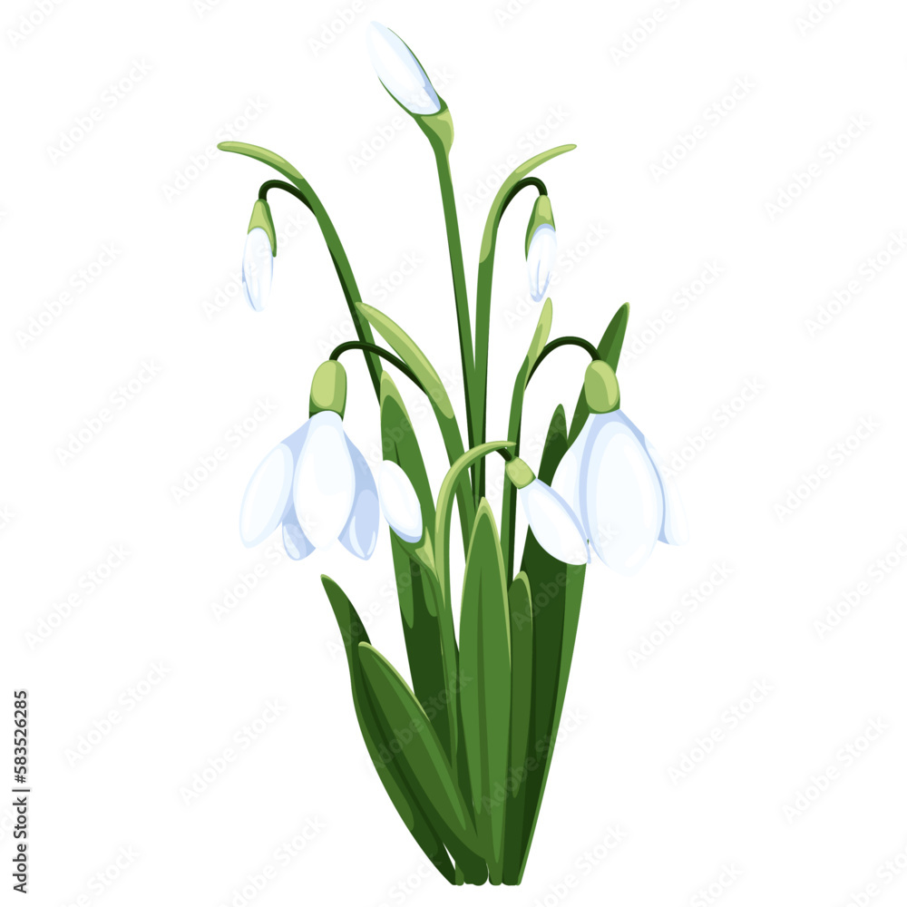 Beautiful vector snowdrops. First spring flowers. clipart. Delicate snowdrop flowers for your design Beautiful vector snowdrops. First spring flowers. clipart. Delicate snowdrop flowers for your design