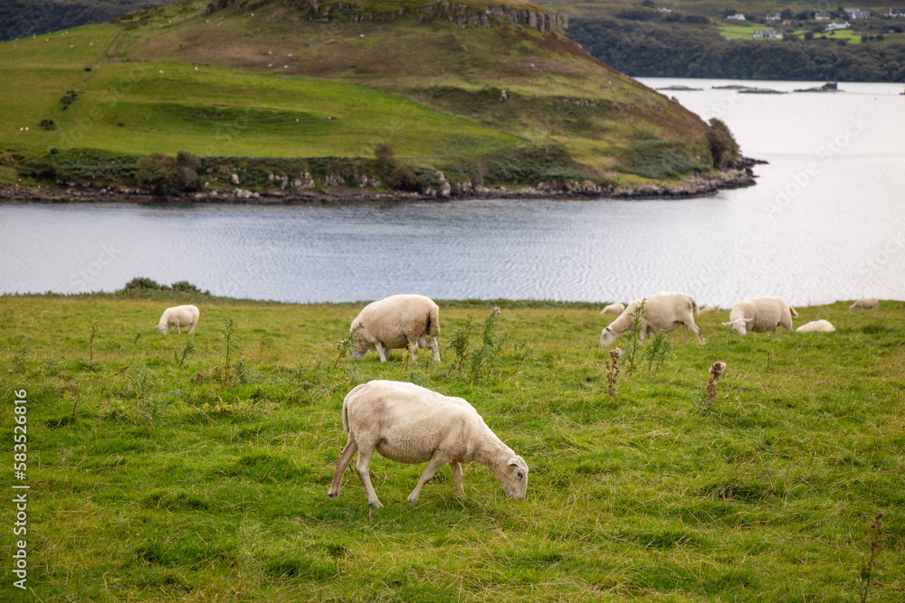 Fototapeta premium Classic view of sheep in fields in Scotland