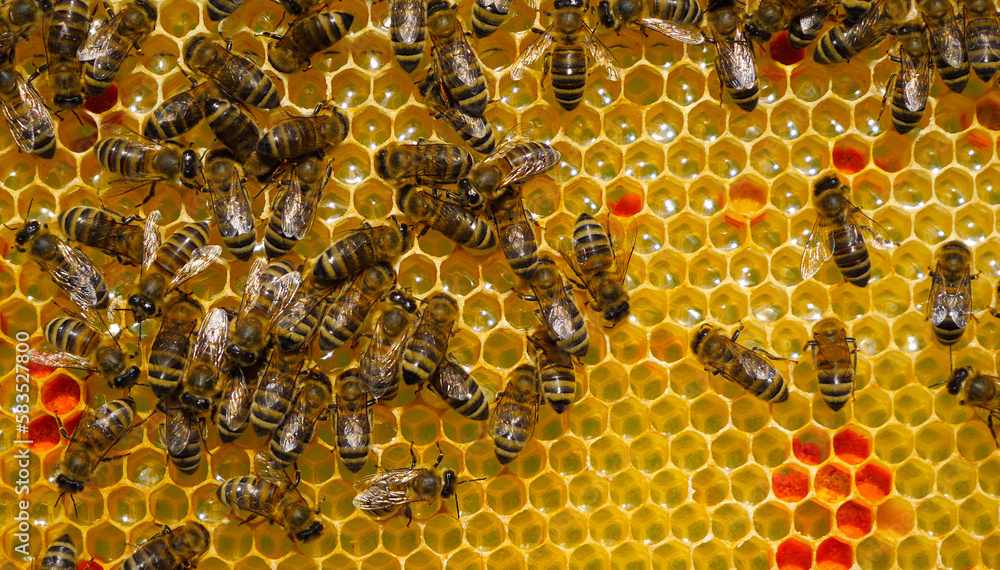 Flower pollen is placed in wax combs.
The pollen is used as food for developing bees and also in alternative medicine. Original background.
Flower pollen is placed in wax combs.
The pollen is used as food for developing bees and also in alternative medicine. Original background.