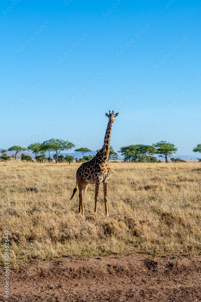 Obraz premium wild giraffe in Serengeti National Park in the heart of Africa