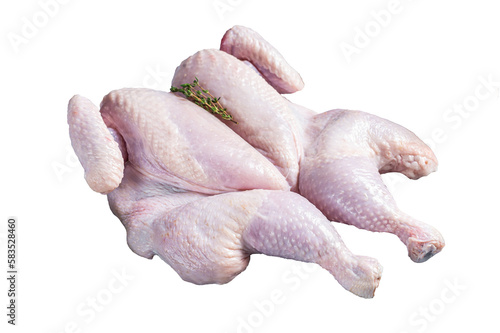 Raw spatchcock chicken meat with garlic and thyme.  Isolated, transparent background.
