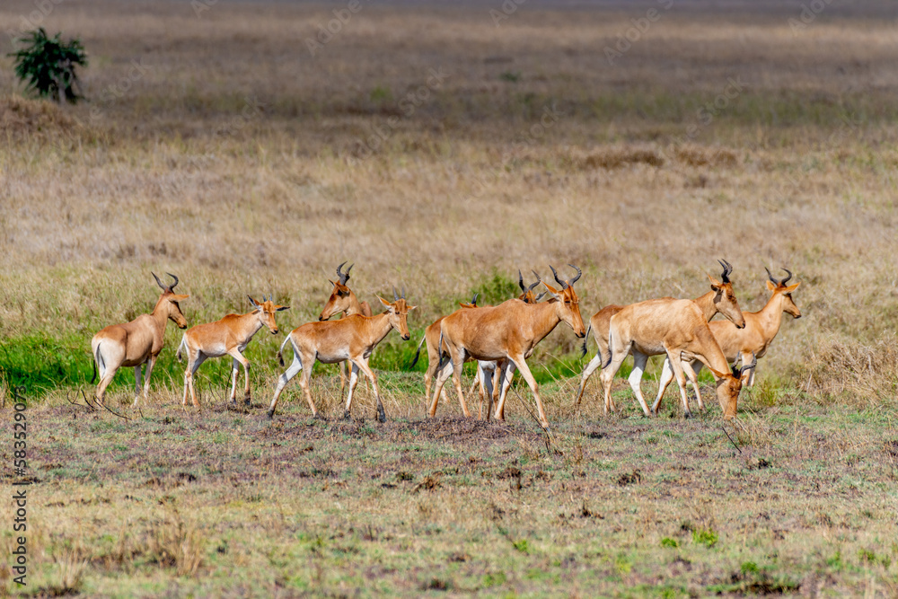 Wild Thomson's gazelles in serengeti national park Wild Thomson's gazelles in serengeti national park
