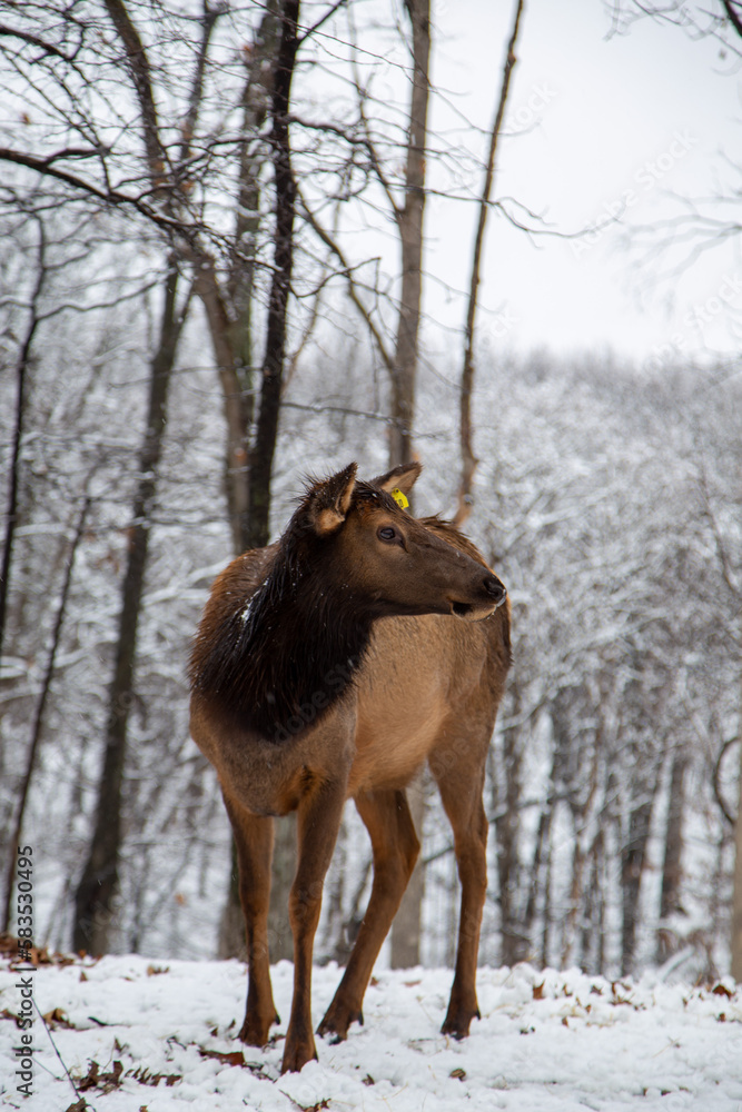 Animals in the snow in winter. Animals in the snow in winter.