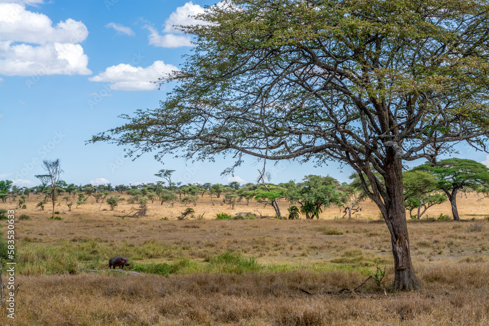 Savannah landscape in Serengeti National Park Savannah landscape in Serengeti National Park