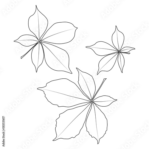 Set of vector chestnut leaf outline icon. Simple outline chestnut leaves illustration for logo. Realistic hand drawn leaves illustration set on white background.