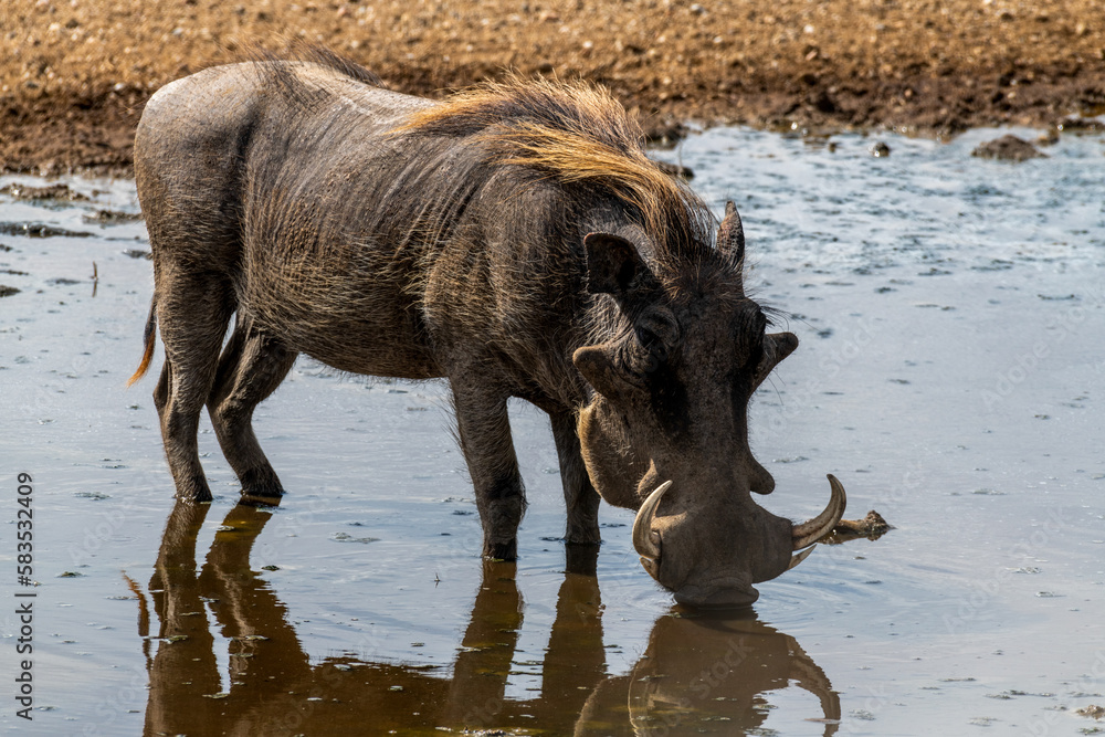 Wild pumba in Serengeti National Park Wild pumba in Serengeti National Park