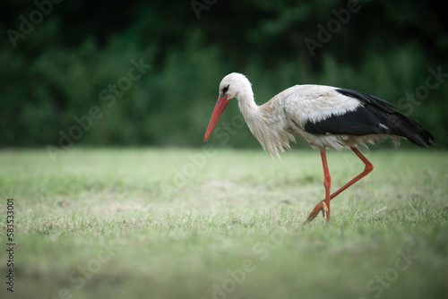 Stork standing on green field
