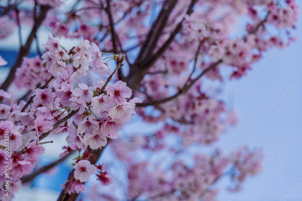 春の桜（河津桜）と青い空