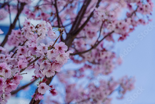春の桜（河津桜）と青い空 © SP studio