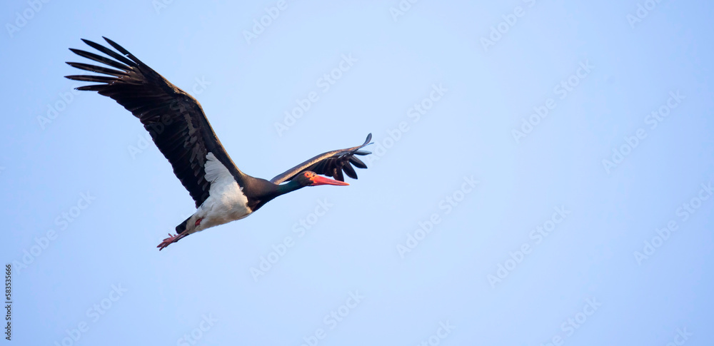 Obraz premium Black stork ciconia flies across the blue sky to hunt.