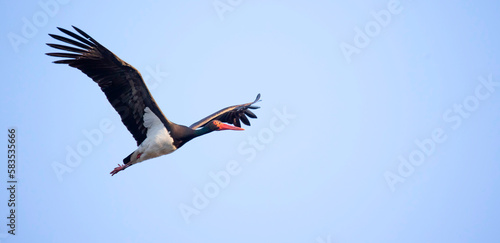 Black stork ciconia flies across the blue sky to hunt.