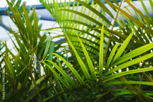 Bright green palm leaves and textures in South Florida.