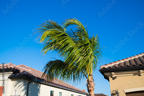 South Florida real estate background with palm tree photo