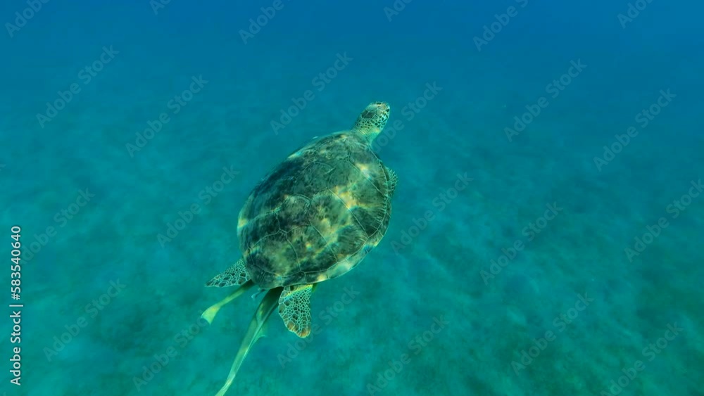 Back view of Green Sea Turtle with Remora fish on its shell floats underwater of blue ocean in calm, on sunny day in sunbeams, slow motion Back view of Green Sea Turtle with Remora fish on its shell floats underwater of blue ocean in calm, on sunny day in sunbeams, slow motion