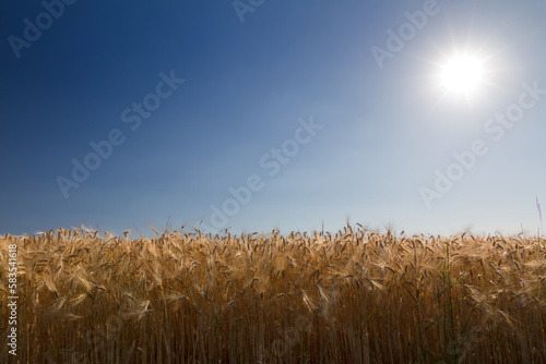 Cornfield  rye  with blue sky against the light in Pfalz  Germany
