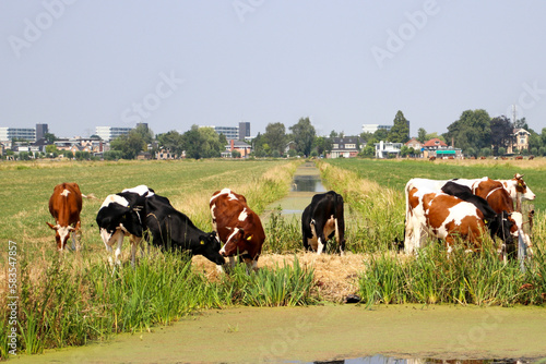 Cows on a meadow in Park hitland reflecting in the water with Nieuwerkerk aan den IJssel photo